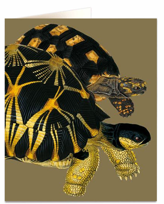 Tortoise Card