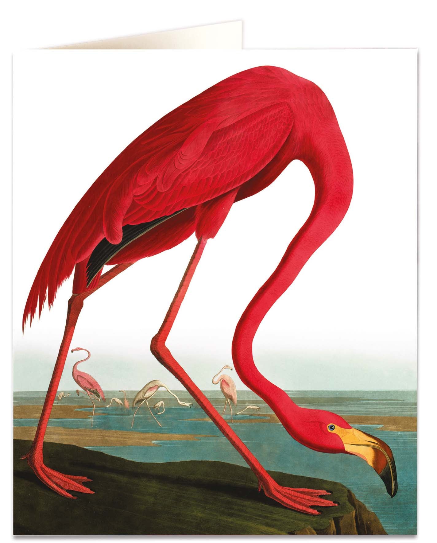 Greater Flamingo Card