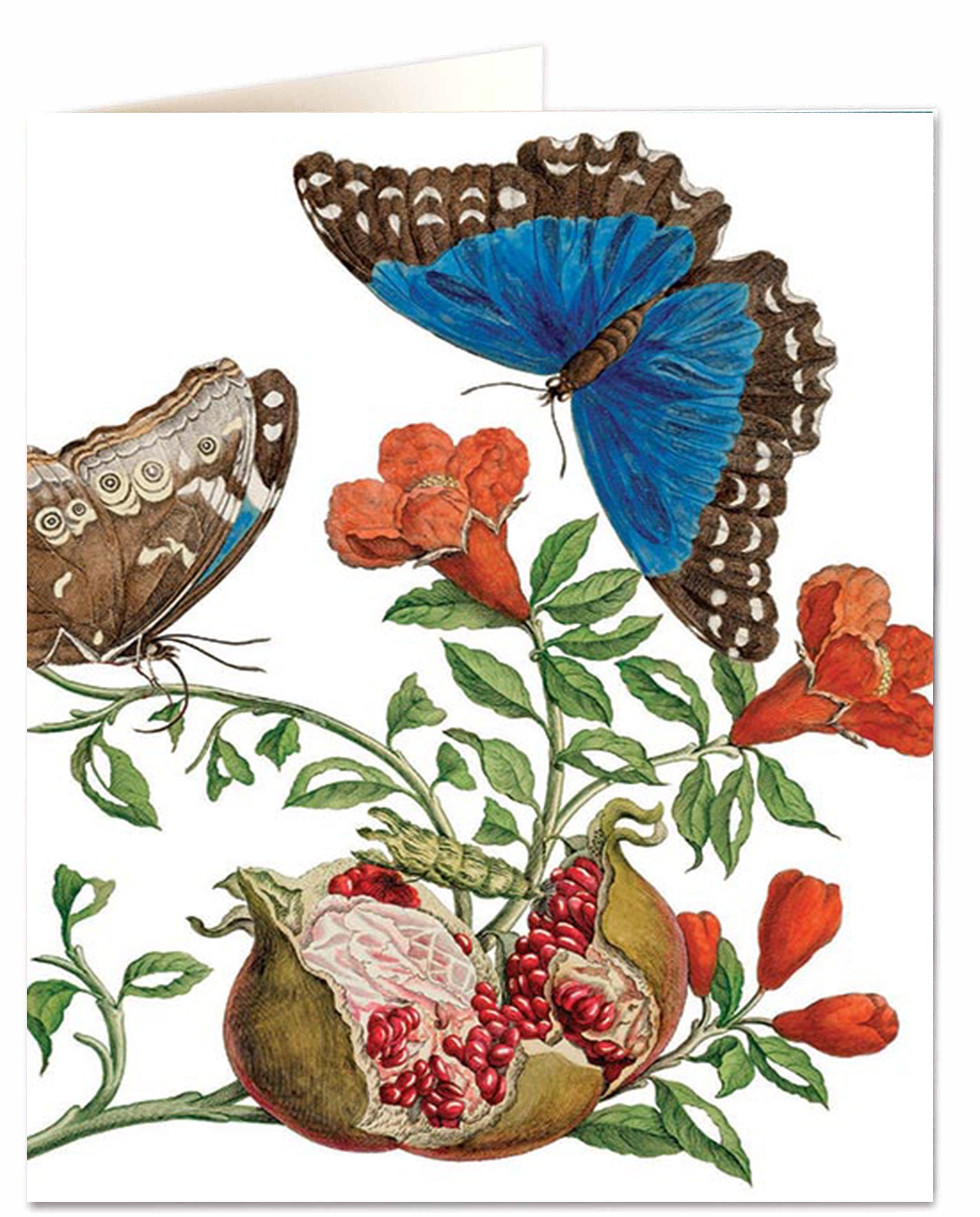 Insects of Surinam Card