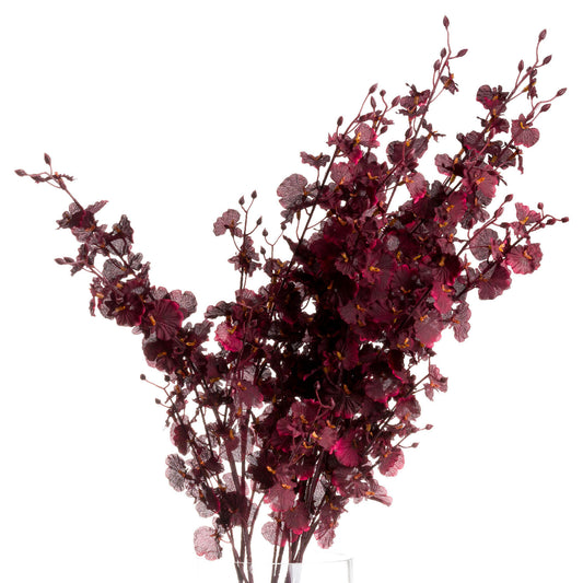 Deep Burgundy Orchid Spray - The Tulip Tree Chiddingstone